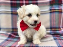 Only 2 available! Bichon Frise pups! **Vaccinated**
