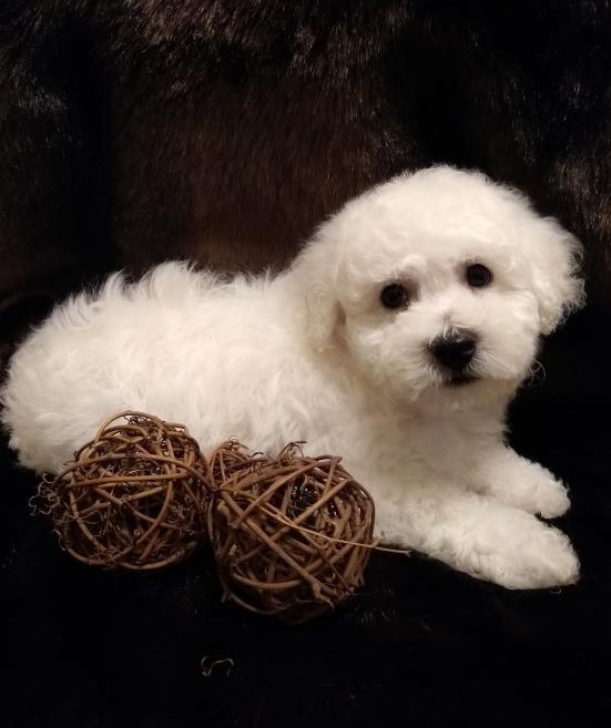 Bichon Frise pups!!! Meet them Now ! Image eClassifieds4u