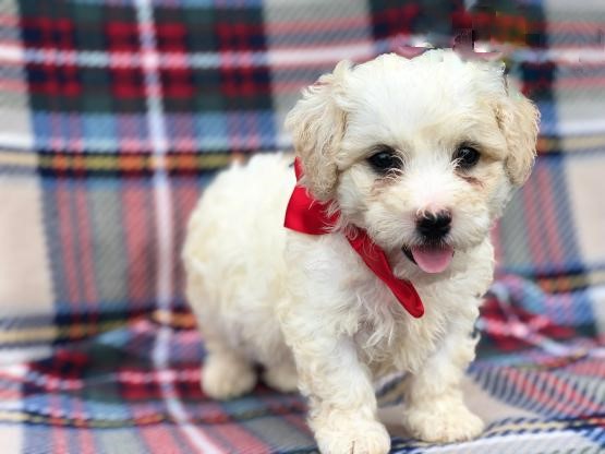 Adorable Bichon Frise Puppies-Male/Female left!! Image eClassifieds4u