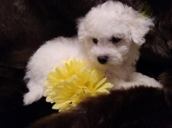 Healthy adorable *Bichon Frise* puppies! Image eClassifieds4u