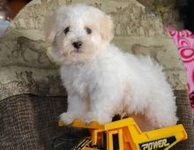 ❤️❤️ Bichon Frise Puppies ❤️❤️ Girl & Boy ❤️ ❤️ Image eClassifieds4U