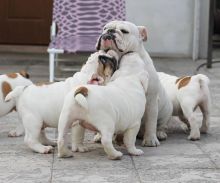 Sweet🐾💝🐾English Bulldog puppies adorable🐾💝🐾 Text or call (901) 805-9441 Image eClassifieds4u 2