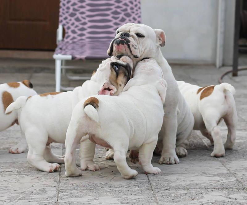 Sweet🐾💝🐾English Bulldog puppies adorable🐾💝🐾 Text or call (901) 805-9441 Image eClassifieds4u