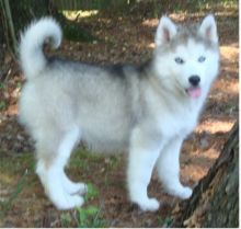 C registered male and female Siberian Husky puppies for rohoming (306) 500-3579
