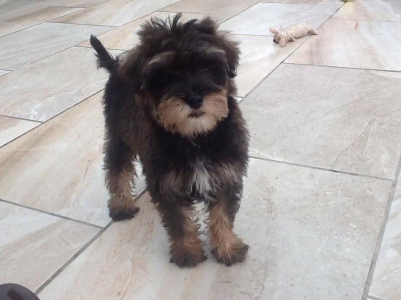 Adorable Schnoodle Puppies Image eClassifieds4u