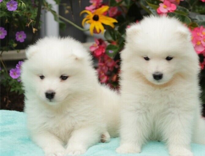 Samoyed puppies Image eClassifieds4u