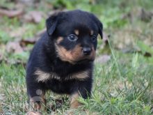 Beautiful Rottweiler Puppies