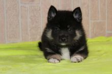 Fluffy F2 Pomsky Puppies, Girl And Boy