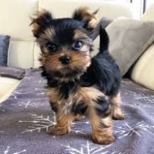Pedigree Yorkshire Terrier Pups For adoption
