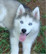 Playful Siberian Husky Puppies For New Homes (306) 500-3579