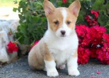 Welsh Pembroke Corgi Puppies For ...