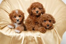 Cute Purebred Toy Poodle Puppies