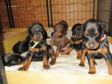 Home Raised Doberman Pinscher Puppies For Rehoming