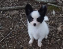 Lovely Male and female Papillon puppies
