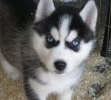 One male and two female Siberian Husky puppies for rehoming (306) 500-3579