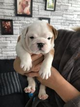 outstanding English Bulldog puppies available (306) 500-3579