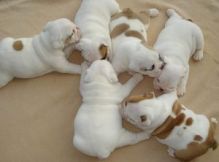 outstanding English Bulldog puppies available (306) 500-3579