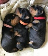 Rottweiler puppies for adoption (306) 500-3579