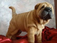 Shar Pei Puppies male and female
