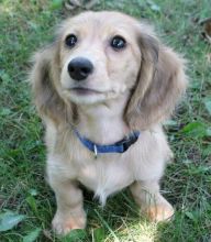 Two gorgeous dachshund puppies remaining for adoption