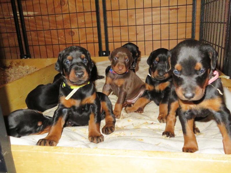 Doberman Pinscher Puppies Available For Good Homes Image eClassifieds4u