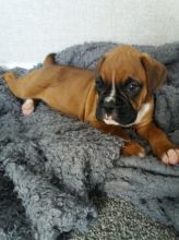 Boxer puppies Image eClassifieds4U