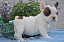 Affectionate French Bulldog Puppies Available