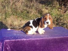 Amazing Male and female Basset Hound puppies ready for adoption