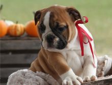 Amazing male and female English Bulldog puppies ready for re-homing
