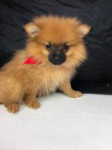 Baby Pomeranian Puppies.. 971-601-3550