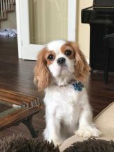 Beautiful Cavalier King Charles which I'm giving out for adoption (306) 500-3579