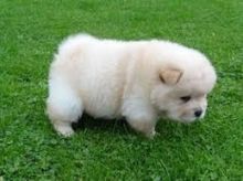 Charming male and female Chow Chow Puppies Available