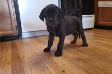 Cute and lovely male and female Great Dane puppies available