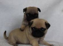 Cute and lovely Male and Female Pug puppies ready for adoption