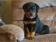 Cute and lovely male and female Rottweiler puppies available for adoption