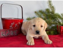 Cute male and female Labrador Retriever puppies for adoption