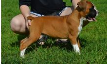 Gorgeous male and female Boxer puppies ready for adoption