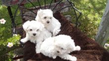 Gorgeous male and female Maltese puppies available for adoption