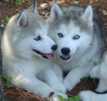 Siberian husky Puppies For Re Homing interested person should contact for more details and photos