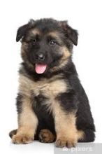 These German Shepherds puppies are available now (306) 500-3579