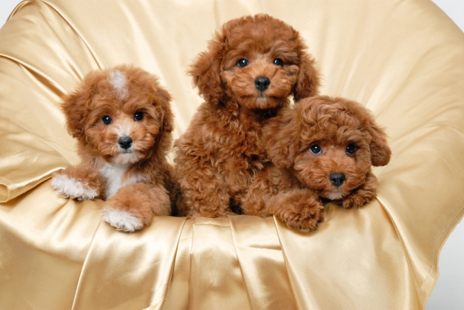 Absolutely Friendly Toy Poodle Puppies Available Image eClassifieds4u