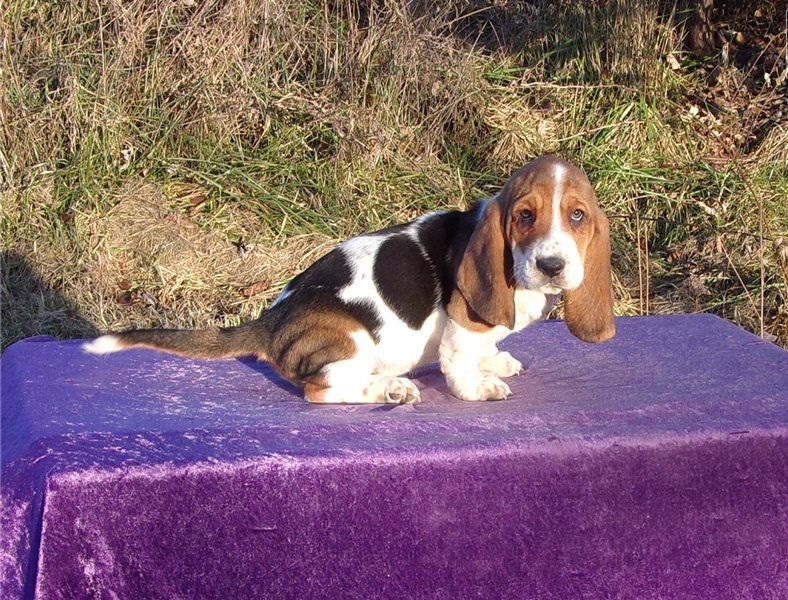 Amazing Male and female Basset Hound puppies ready for adoption Image eClassifieds4u