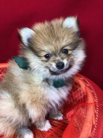Baby Pomeranian Puppies.. 971-601-3550 Image eClassifieds4u