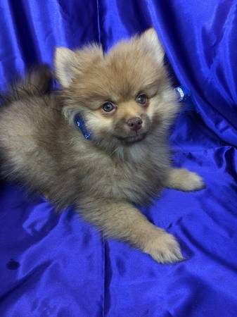 Baby Pomeranian Puppies.. 971-601-3550 Image eClassifieds4u