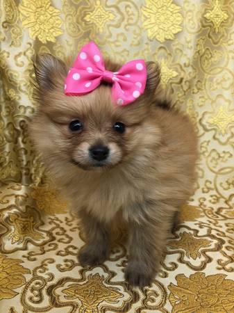 Baby Pomeranian Puppies.. 971-601-3550 Image eClassifieds4u