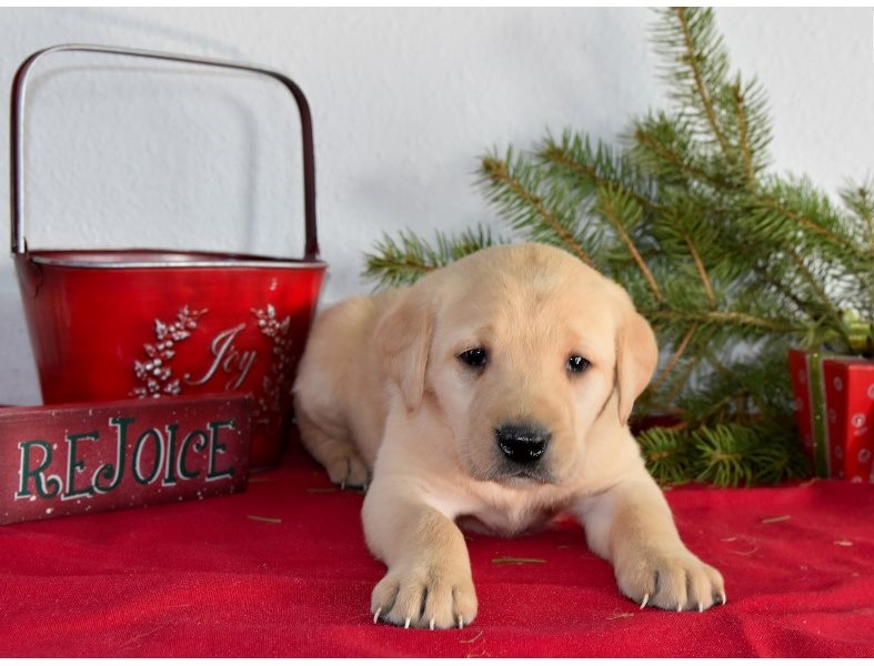 Cute male and female Labrador Retriever puppies for adoption Image eClassifieds4u