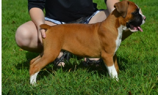Gorgeous male and female Boxer puppies ready for adoption Image eClassifieds4u