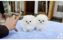 Adorable male and female Pomeranian puppies available for adoption Image eClassifieds4U