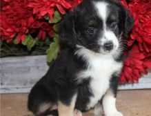 Charming male and female Australian Shepherd puppies available for adoption . Image eClassifieds4U