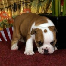 Gorgeous English Bulldog Puppies available Image eClassifieds4U
